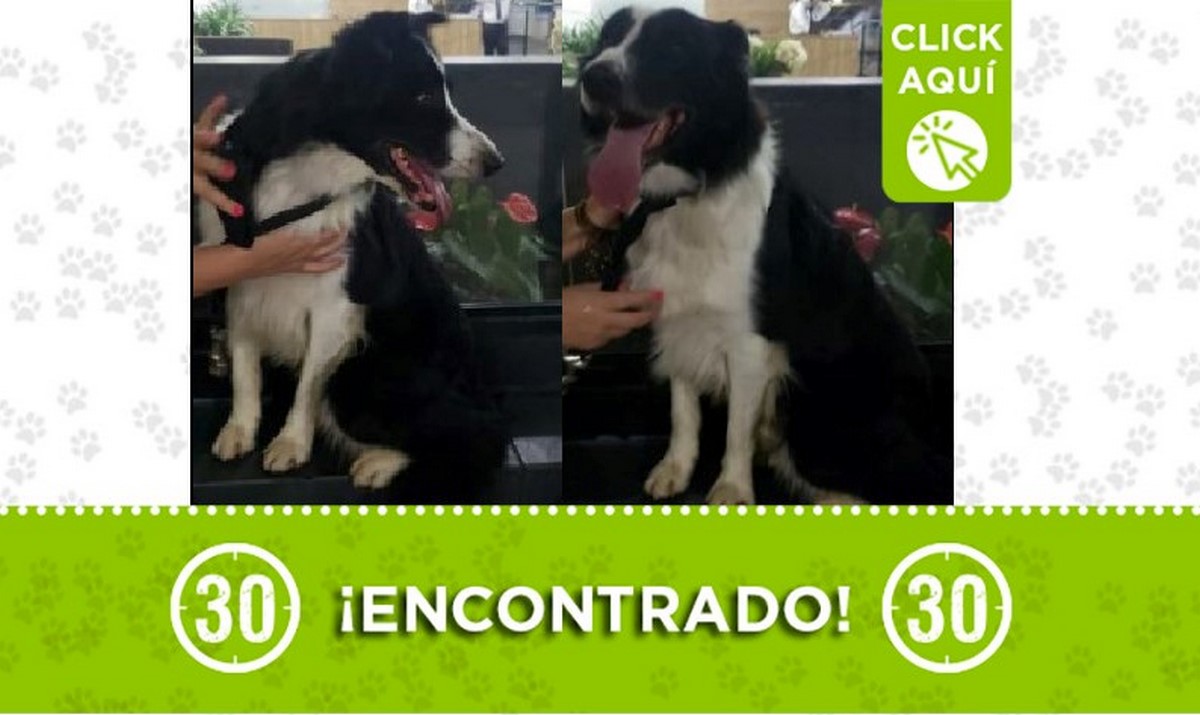 Perrito encontrado Perrito encontrado