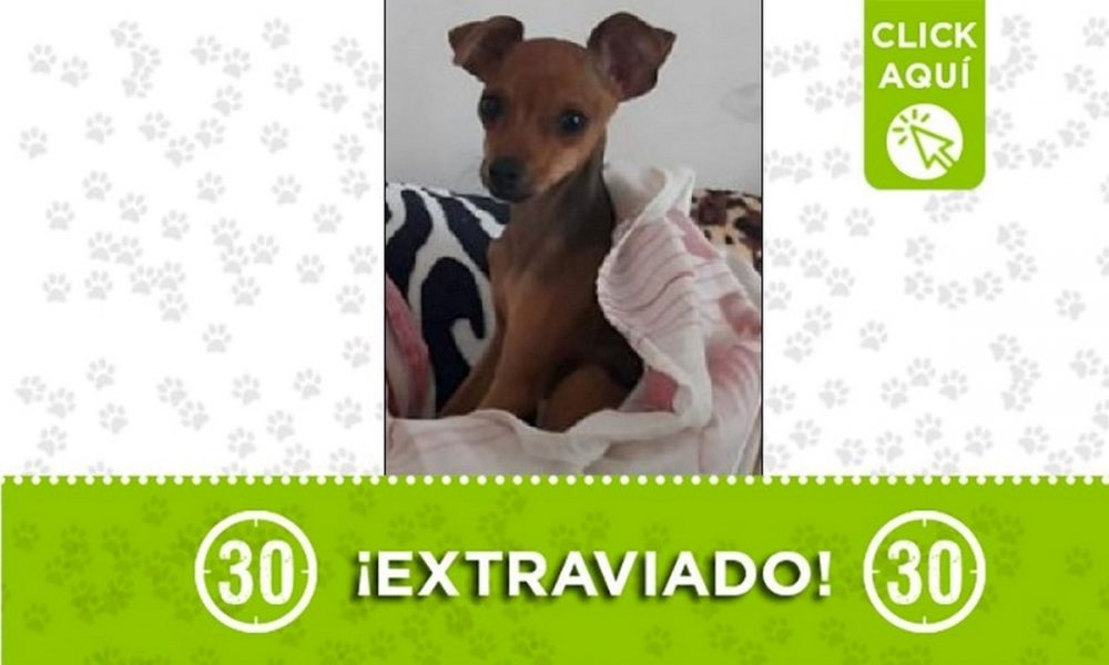 Perrito perdido