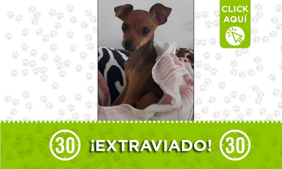 Perrito perdido Perrito perdido
