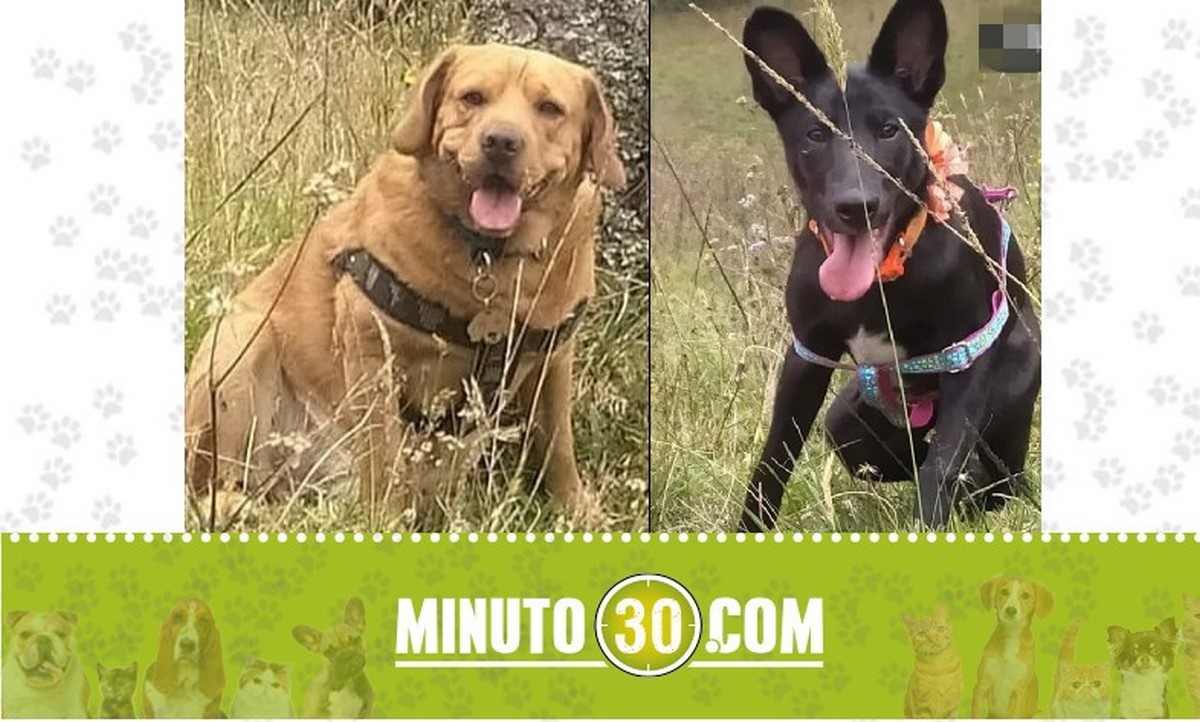 'Olafo' y 'Lupita' se perdieron en Santa Elena, sector Ecoaldea 1 perritos perdidos en Santa Elena