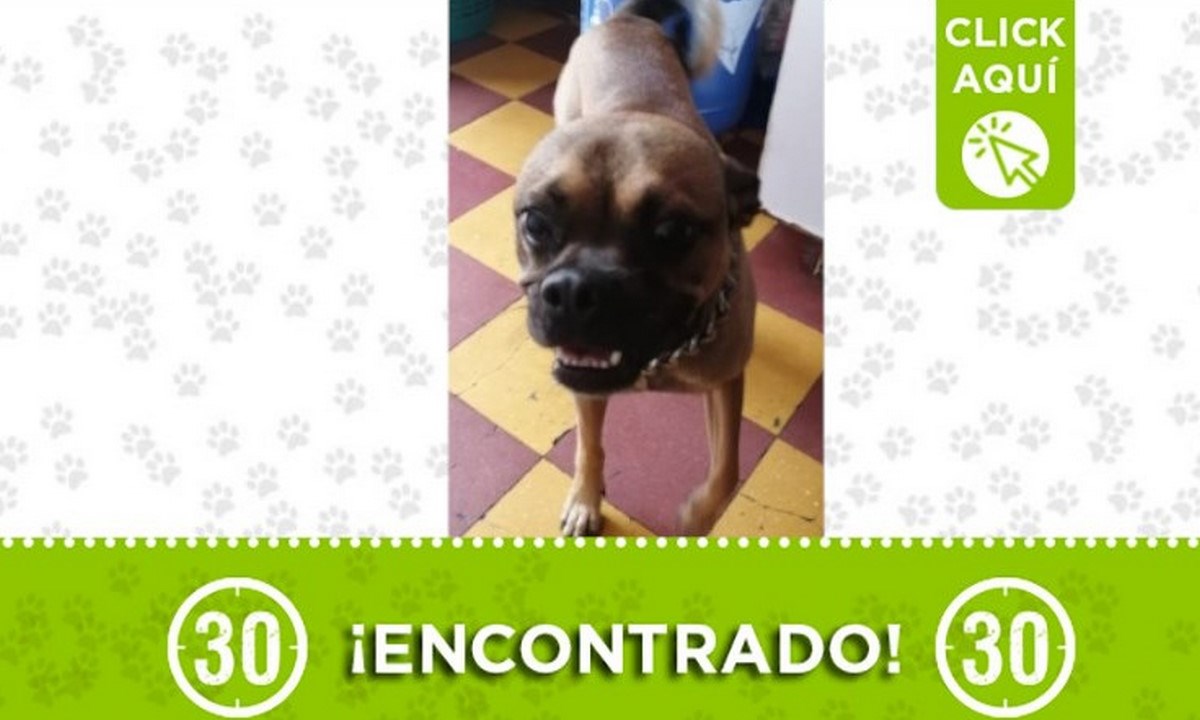 perro-encontrado-castilla