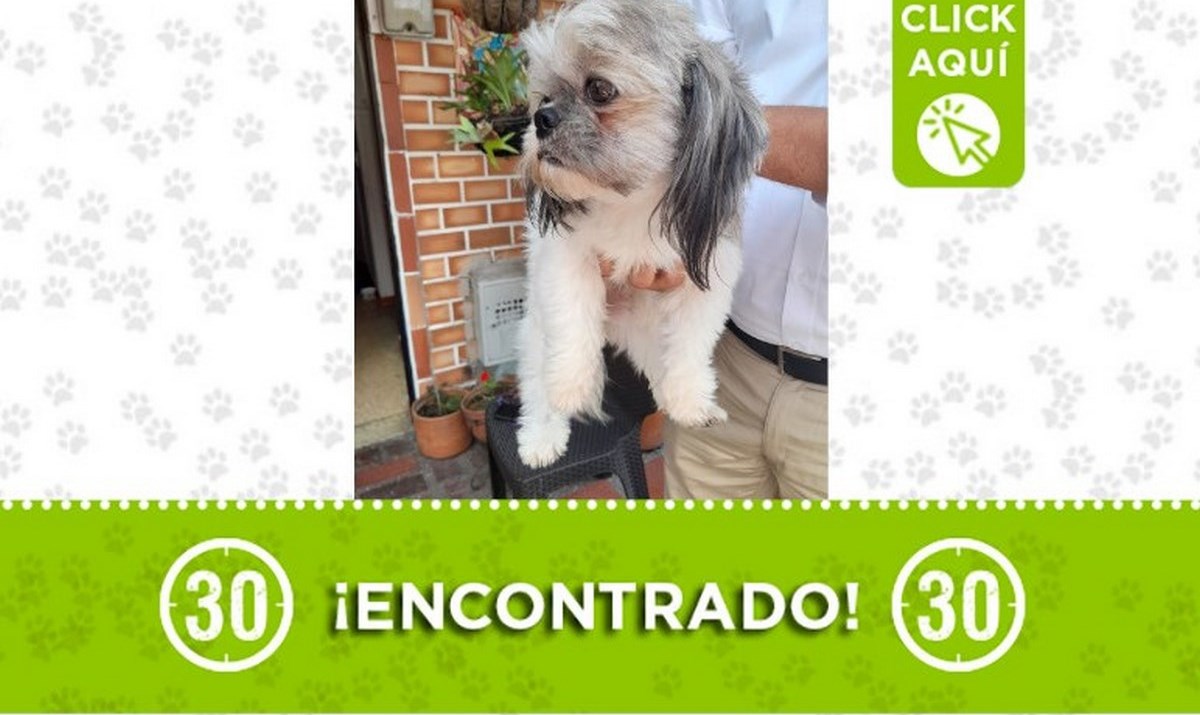 perro envigado