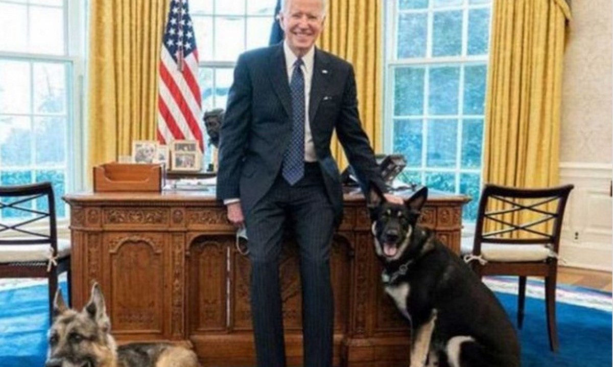 Murió 'Champ', el perro que estuvo con el presidente Joe Biden por más de 10 años 1 perro presidente EEUU