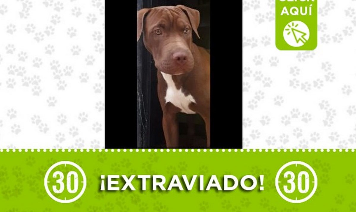 perro-roko-Calasanz