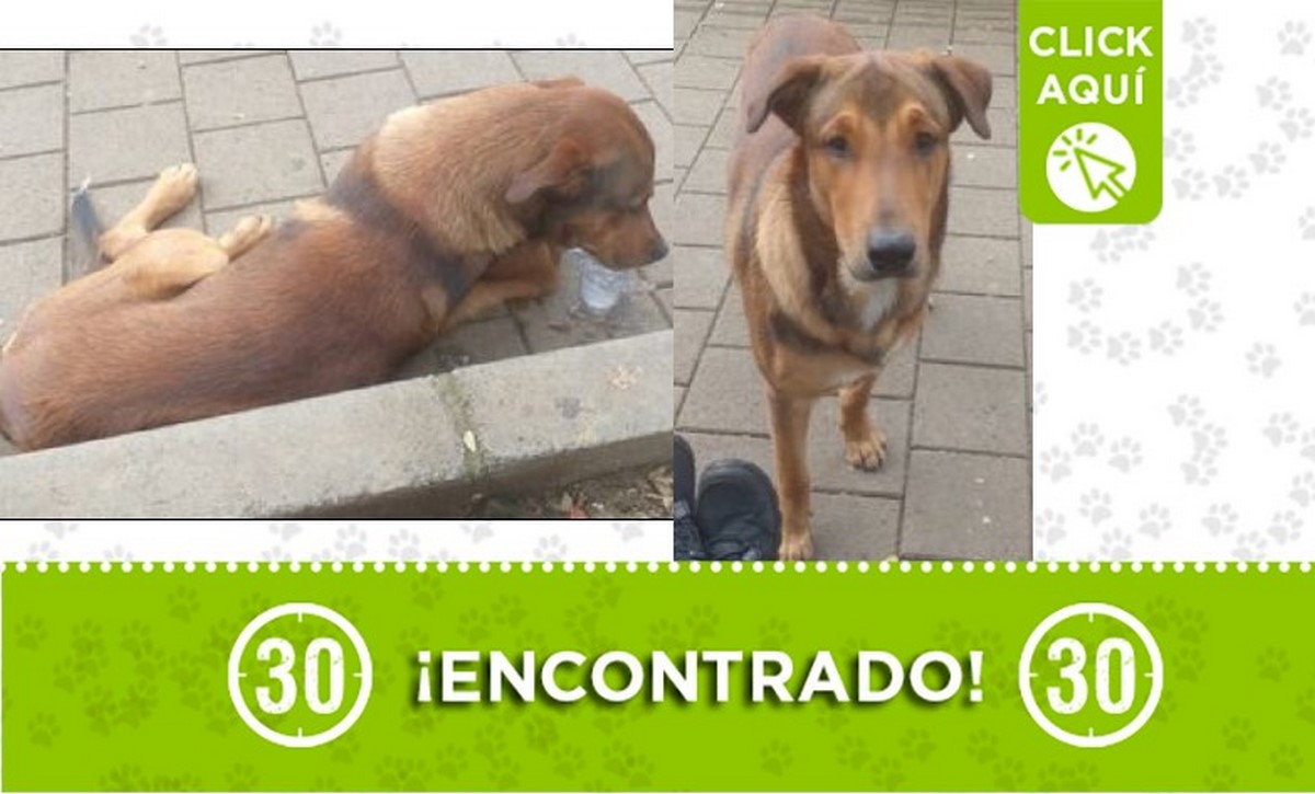 Este perrito parece perdido, fue encontrado en el parque de La Milagrosa 1 Perrito encontrado