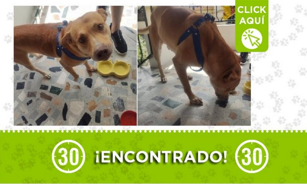 Perrito encontrado