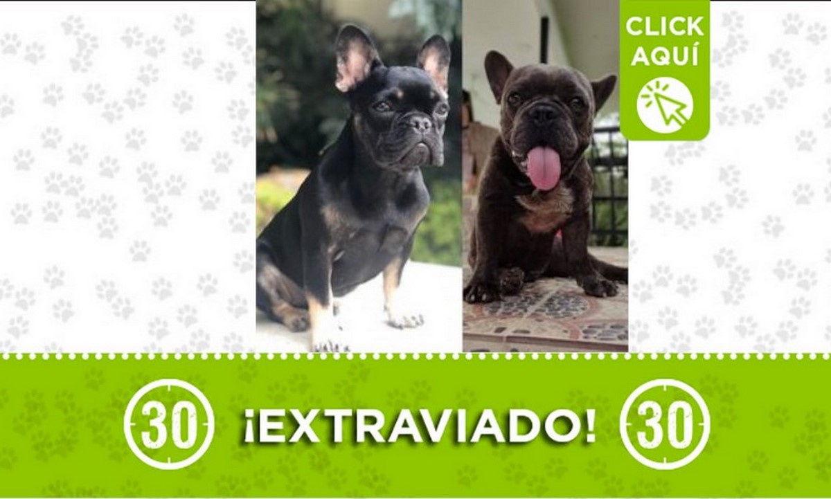 "Candi" y "Romeo" se perdieron en Doradal, Antioquia 1 perros doradal 1