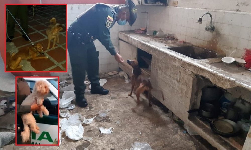 Rescataron a tres perritos en pésimas condiciones en Cali