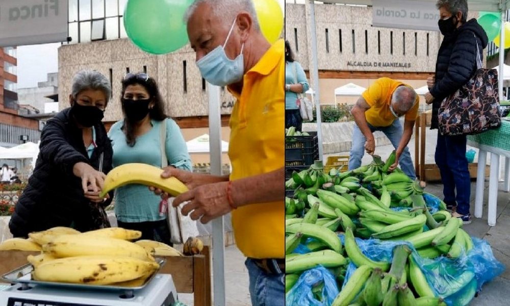 Así avanza la 'Platanatón' en Manizales