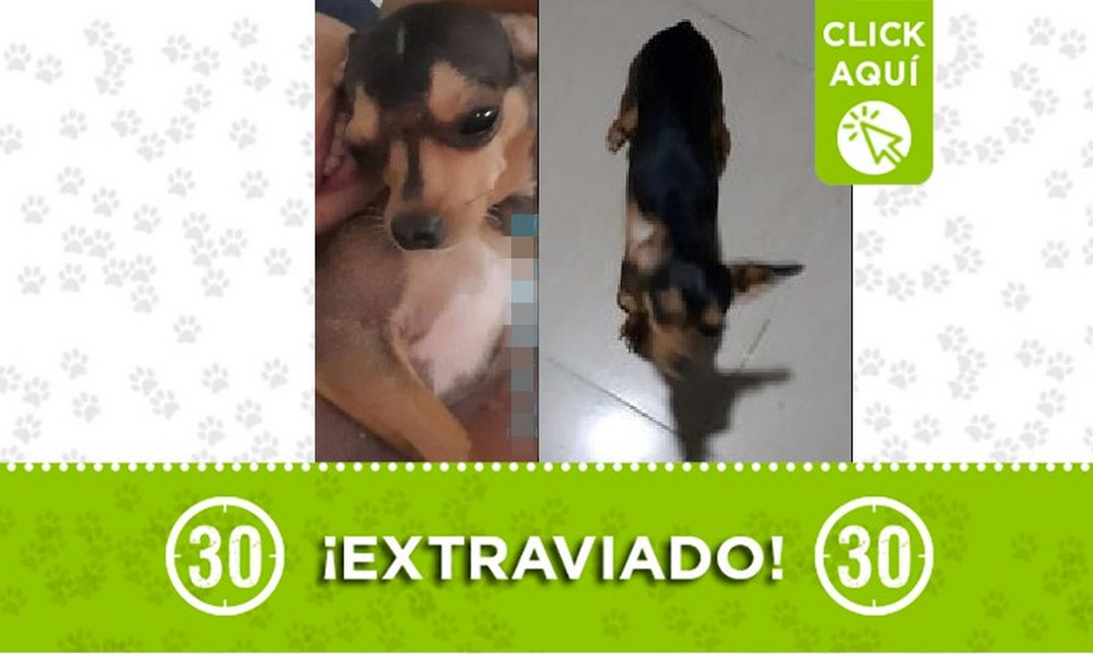 'Polo' se perdió por Santa María en Itagüí y lo están buscando 1 Polo perdido