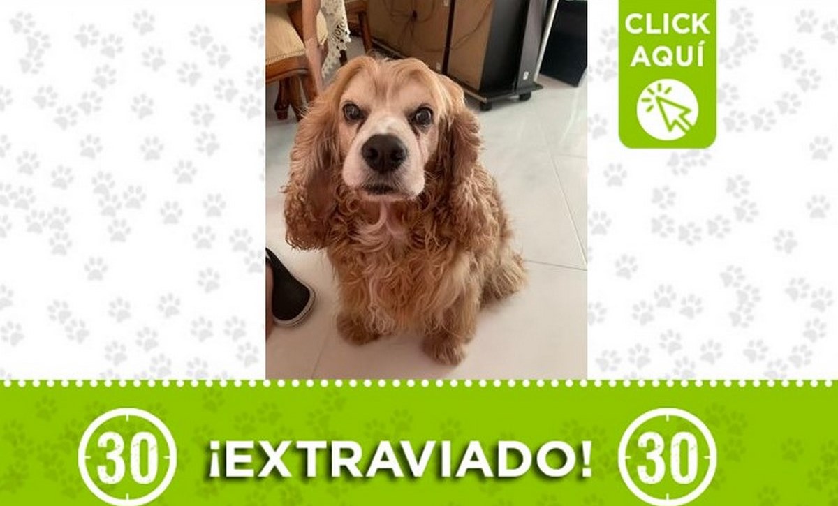 robledo miramar perro