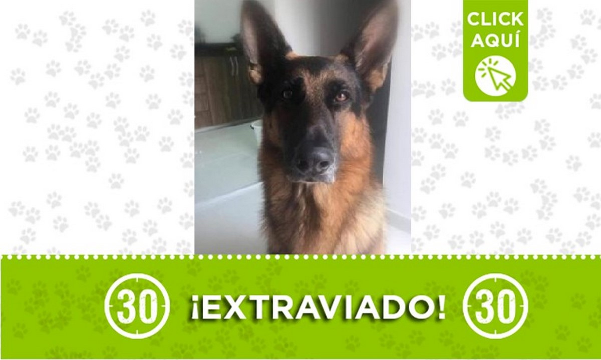 'Roy' se perdió en Robledo La Campiña 1 Roy perdido