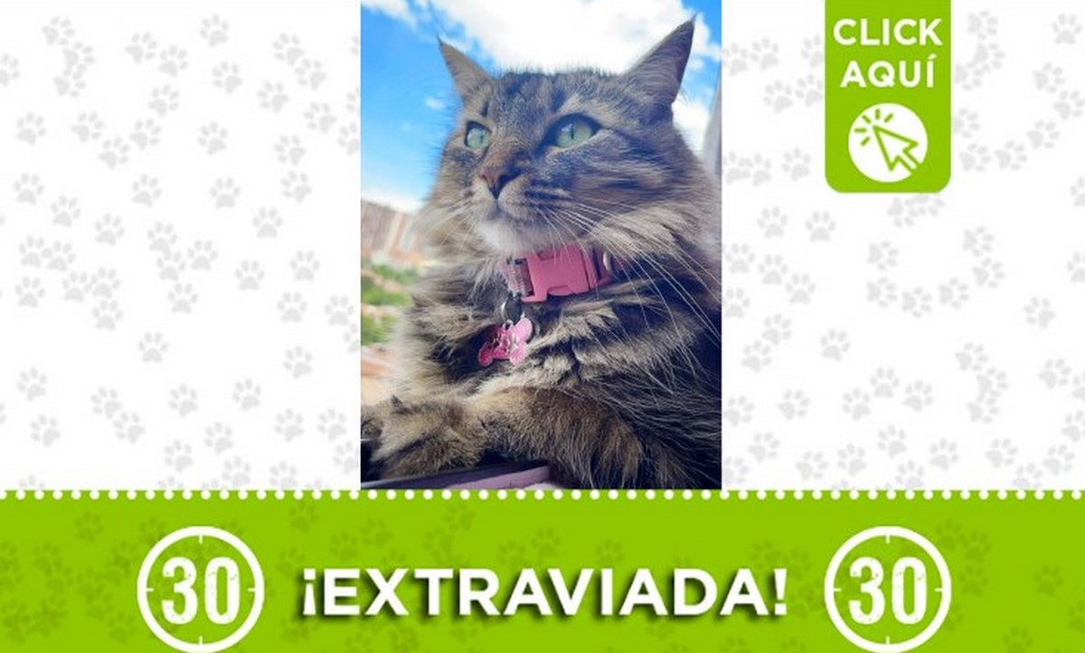 "Tequila" se perdió en el barrio Pérez 1 tequila bello gata