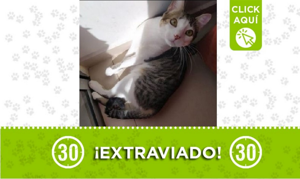 Tigre perdido Tigre perdido