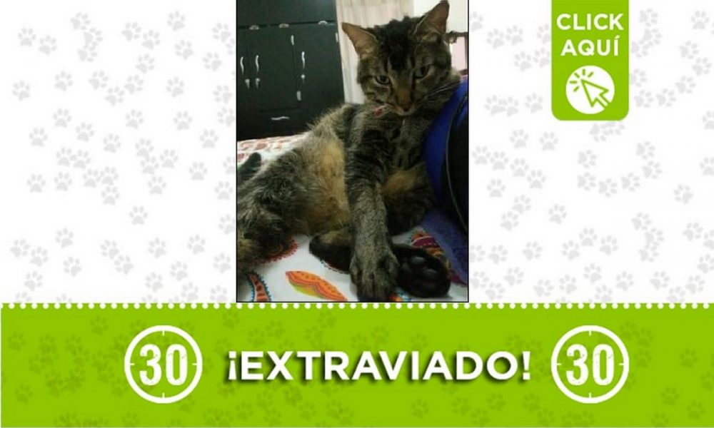 Buscan a 'Tobby', se perdió en el barrio Sevilla de Medellín