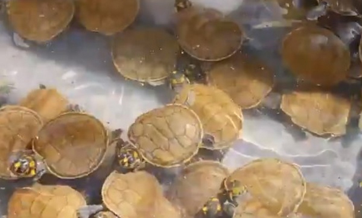Video: ¡Qué belleza! Liberaron en su hábitat natural a mil tortugas Terecay 1 Liberaron mil tortugas de la especie Terecay en Vichada