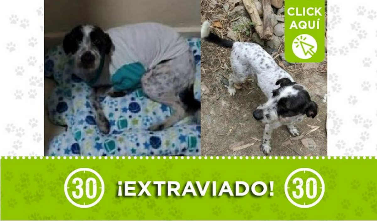 Buscan a 'Toto', se perdió por el puente de la vereda El Patio en San Cristóbal 1 Toto perdido