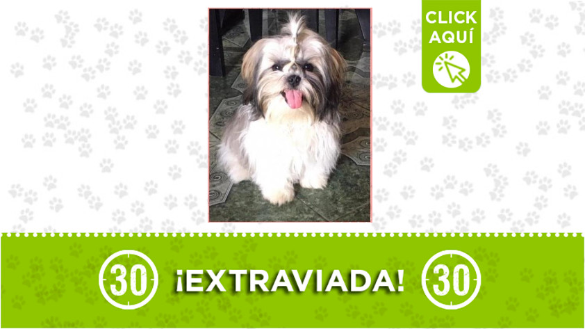 La familia de 'Violetta' la está buscando ¡Comparte! 1 Violetta-extraviada