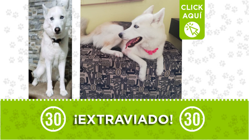 "Venus" se extravió en La Milagrosa ¿Lo ha visto? 1 "Venus" se extravió en La Milagrosa ¿Lo ha visto?