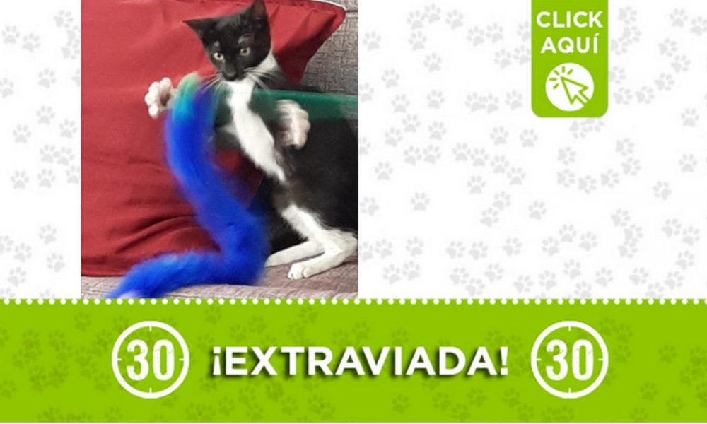 'Gaia' está extraviada ¿La ha visto?