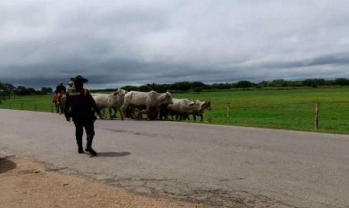 Descarados, se les habían llevado 12 semovientes de varias razas y tamaños 1 12 semovientes sucre
