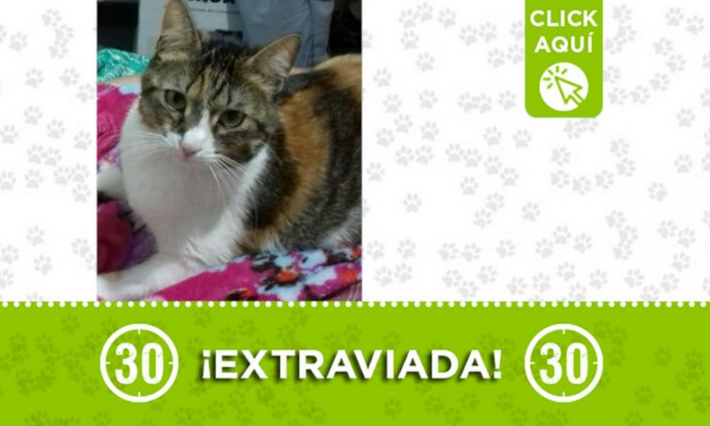 "Arequipe" se perdió en La Floresta