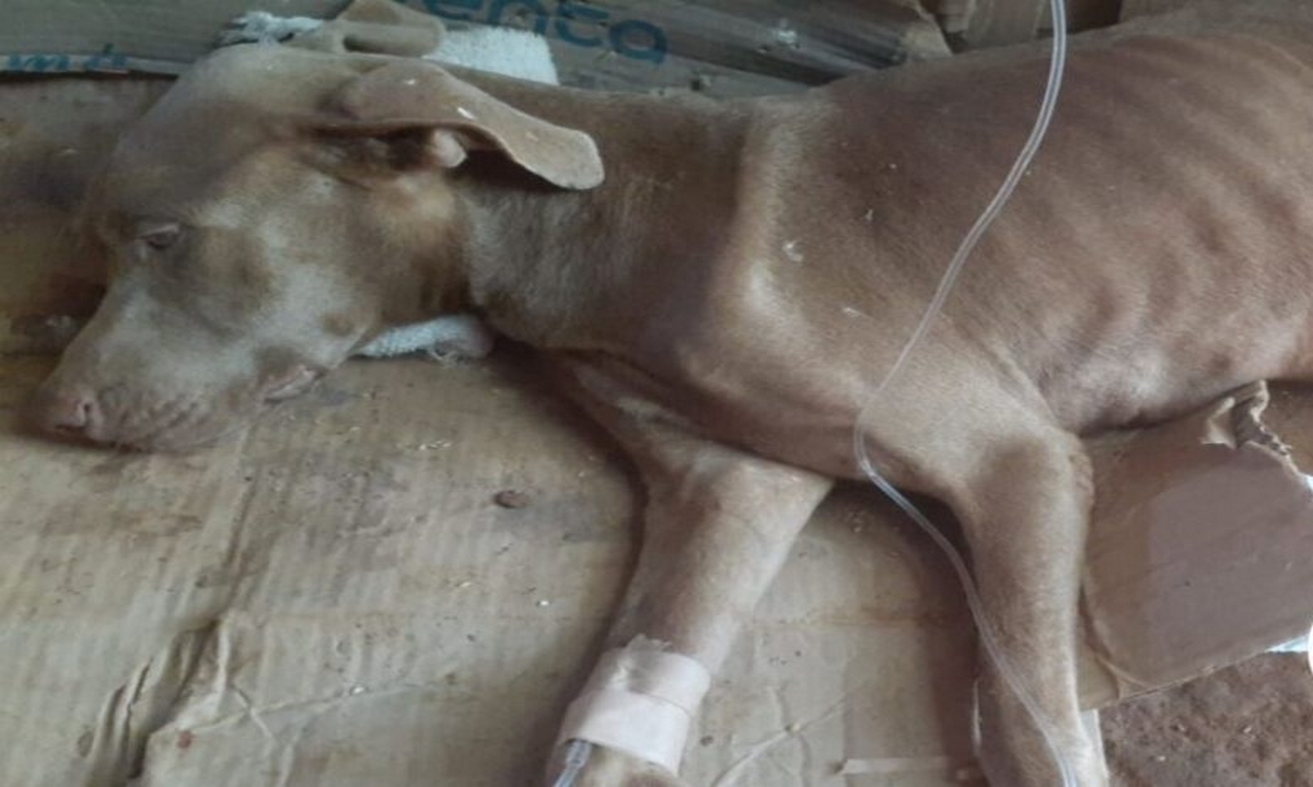 ¡Mucho 'animal'! En Barrancabermeja violaron, empalaron y mutilaron a una perrita 1 Barrancabermeja