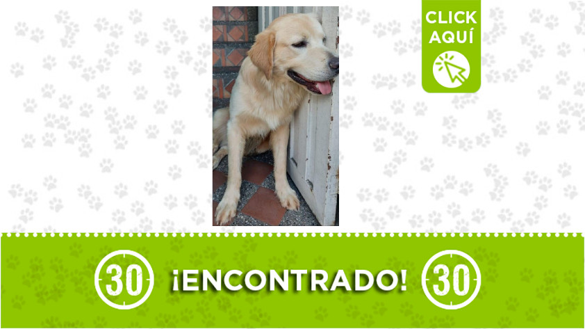 ¿Lo reconoce? Este perrito fue encontrado en el Parque de Bello 1 Parque de Bello