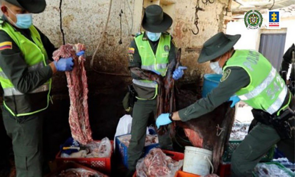 ¡De no creer! En cárcel de Bucaramanga estarían suministrando carne de burros enfermos 1 Bucaramanga