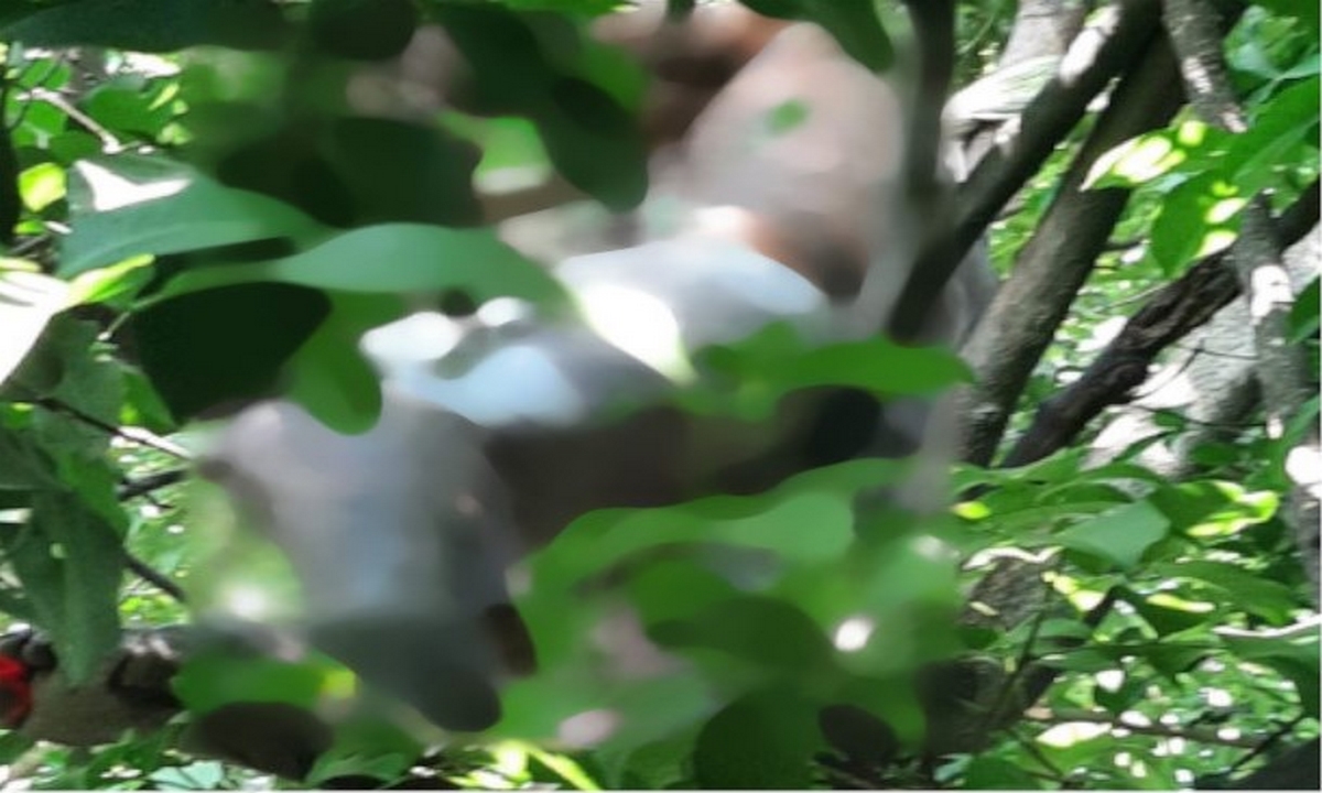 Hallan el cuerpo sin vida de un hombre colgado de un árbol en Cali 1 Cali