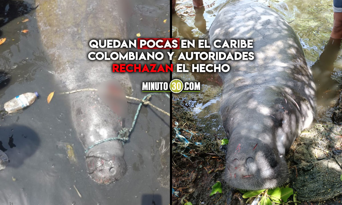¡Qué pesar! Mataron a una manatí en el Magdalena que hace poco había sido liberada 1 Mataron a una manatí en el Magdalena que había sido liberada