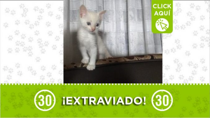 Charly perdido gato