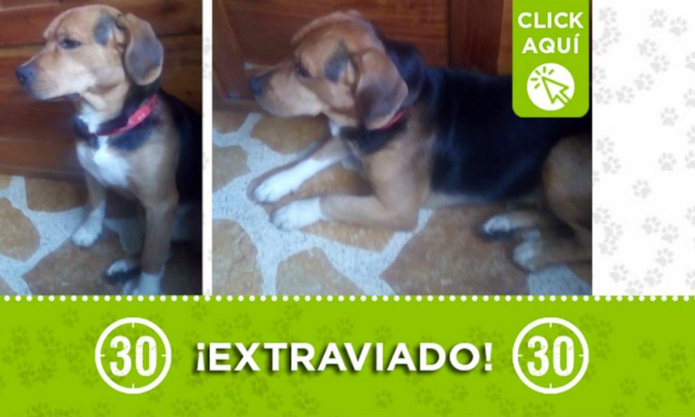 "Chimuelo" está extraviado ¿Lo ha visto?