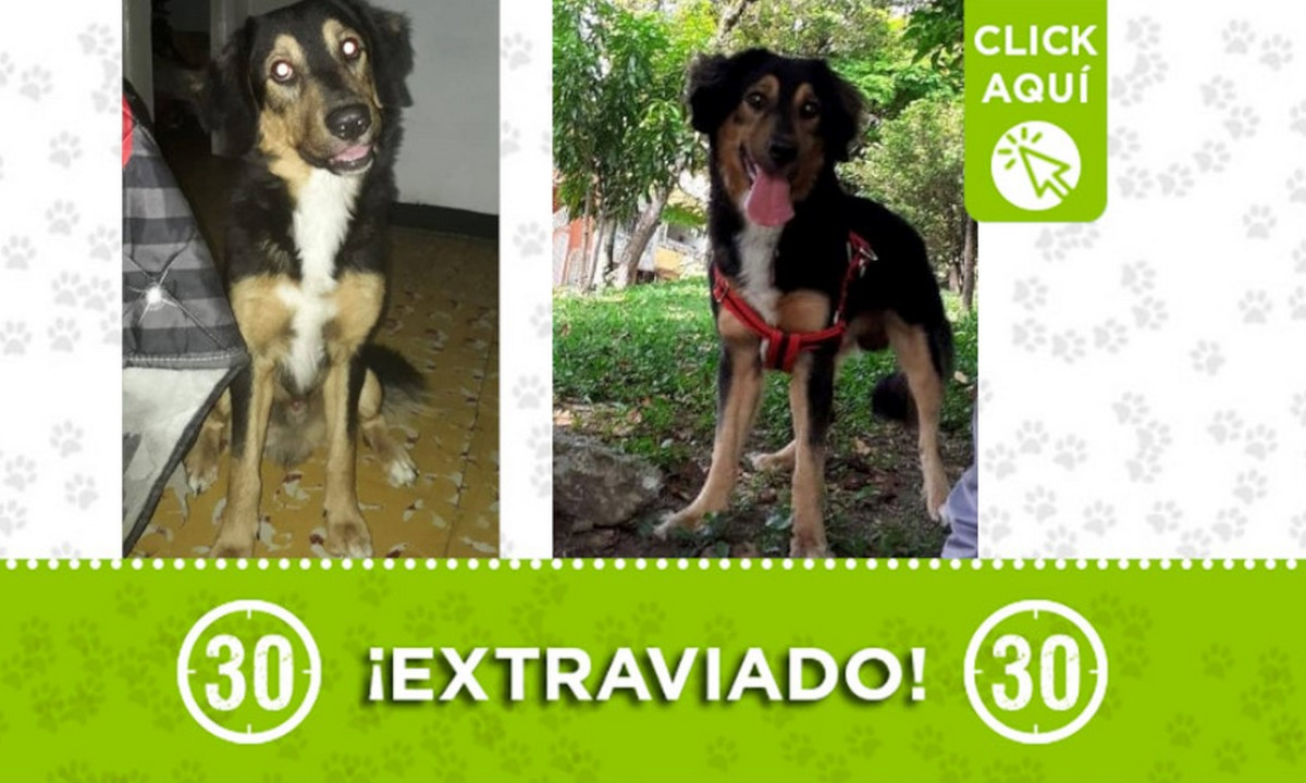 "Cookie" se extravió en Castilla 1 "Cookie" se extravió en Castilla