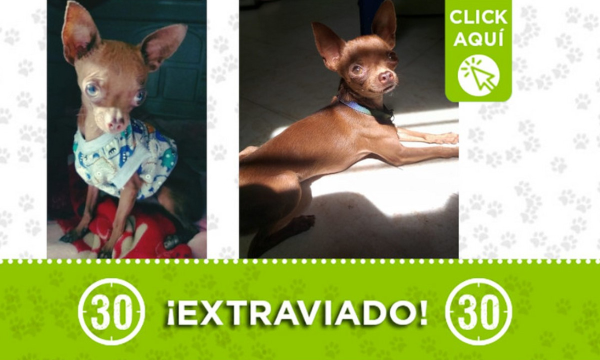 ¿Lo ha visto? "Choky" se perdió en La Estrella ¿Lo ha visto? "Choky" se perdió en La Estrella