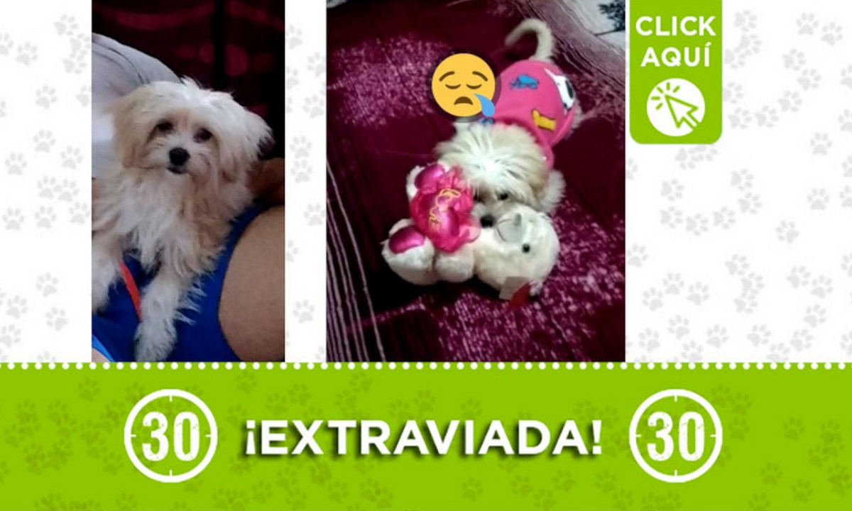 Buscan a 'Dasha' en Los Olivos ¿La ha visto? Buscan a 'Dasha' en Los Olivos ¿La ha visto?