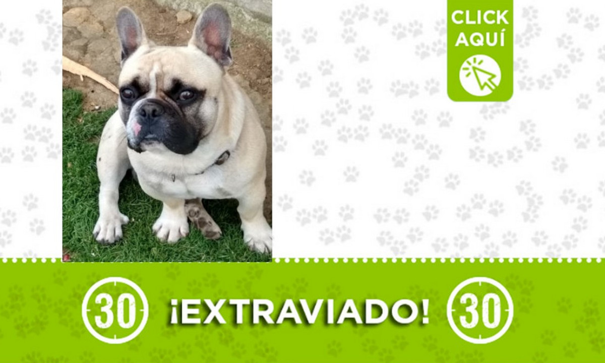 ¿Lo ha visto? "Dilan" se extravió en Sonsón ¿Lo ha visto? "Dilan" se extravió en Sonsón