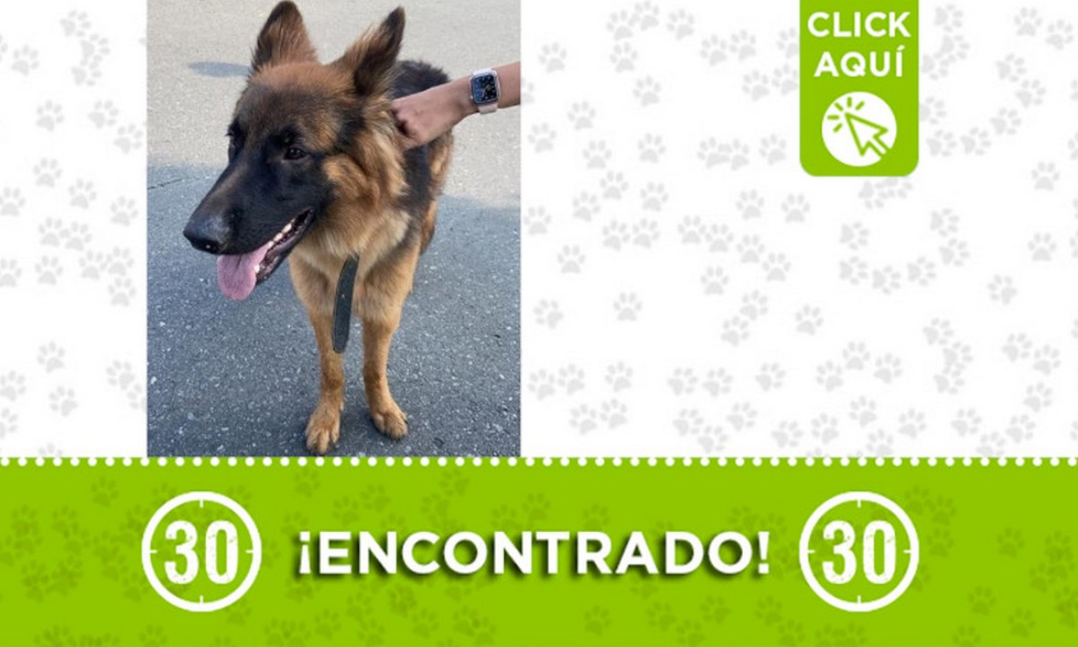 ¿Es suyo? A este perrito lo encontraron por Suramericana ¿Es suyo? A este perrito lo encontraron por Suramericana
