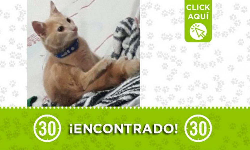 Encontraron este gatico en Manrique ¿Es suyo?
