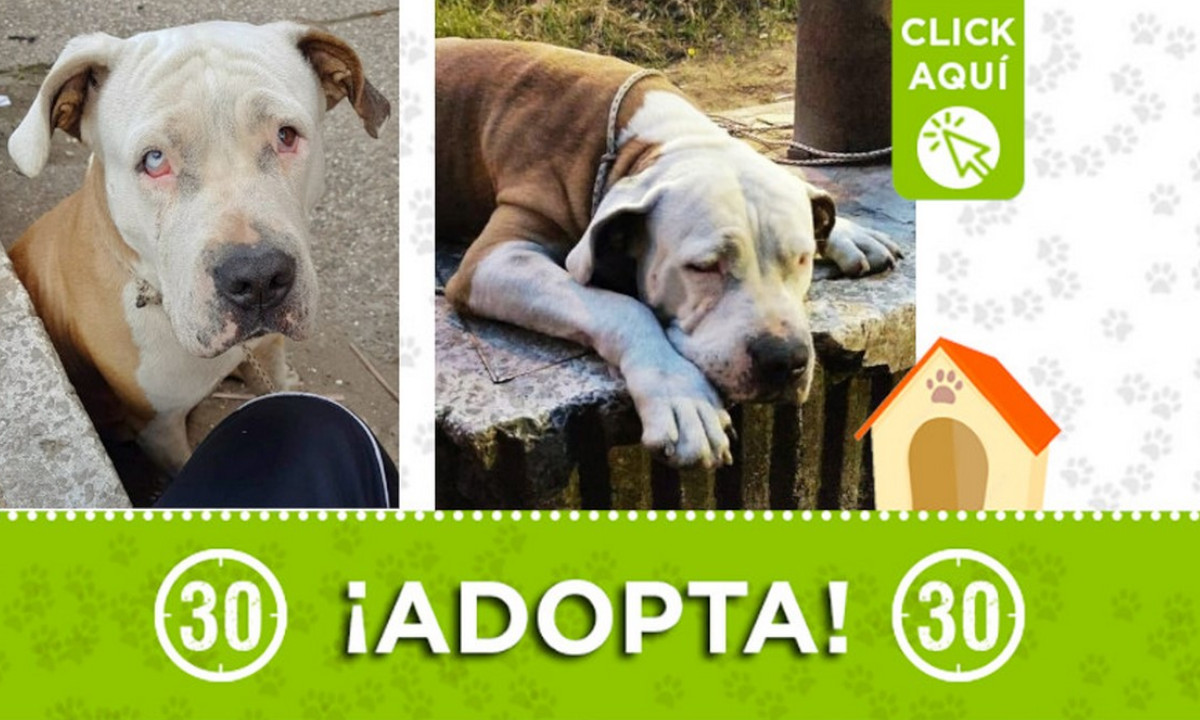 "Kenia" busca un hogar donde le den mucho amor ¡Adopta! 1 "Kenia" busca un hogar donde le den mucho amor ¡Adopta!