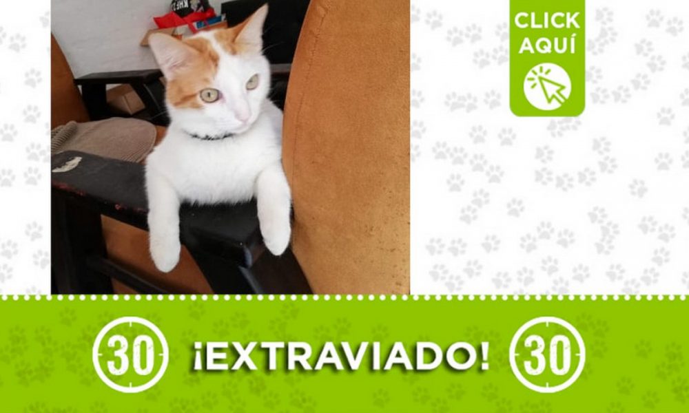 "Lobo" se extravió en Envigado ¿Lo ha visto?