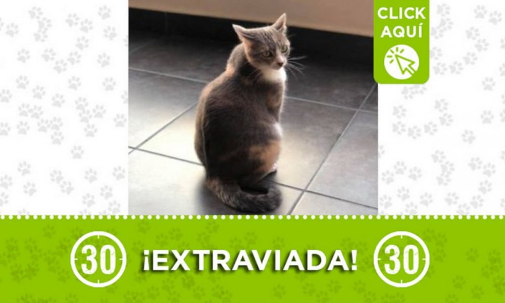 "Lola" se perdió en Envigado