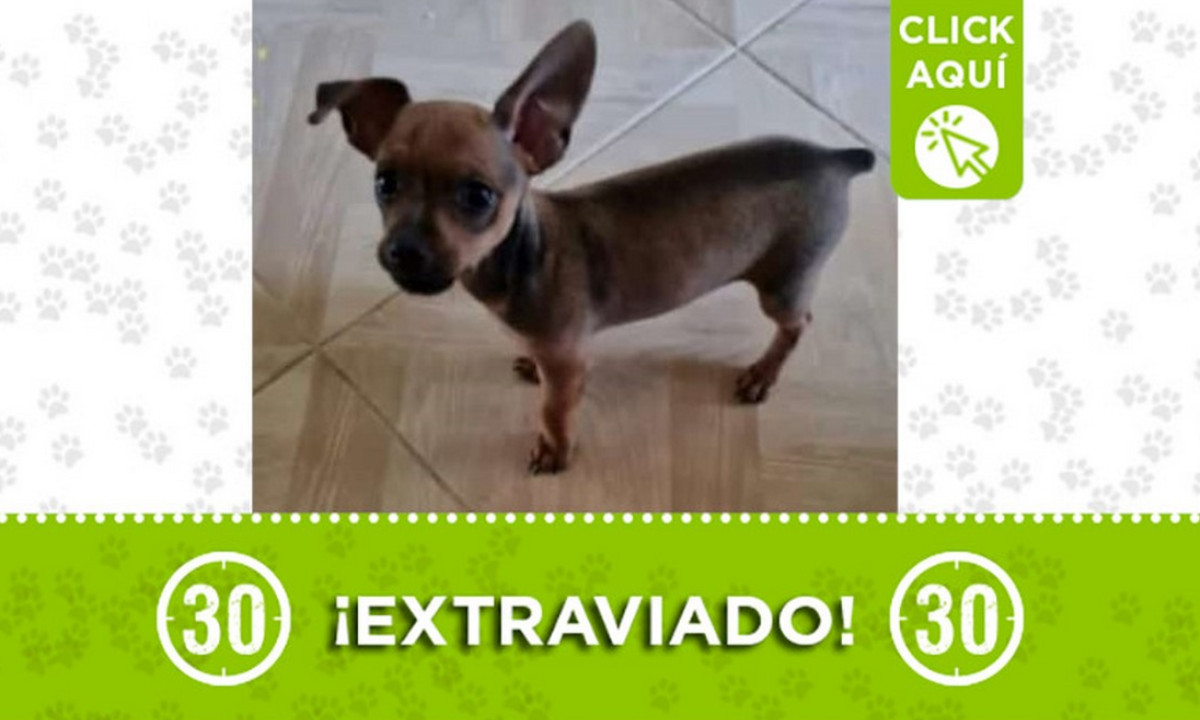 "Mickey" se extravió en Pedregal "Mickey" se extravió en Pedregal