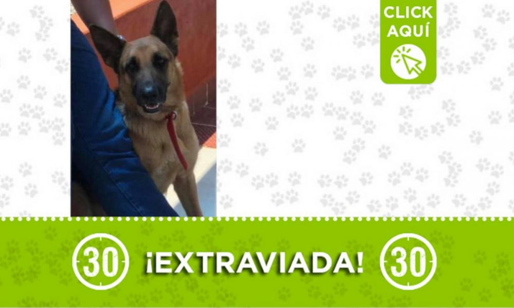 Buscan a "Niña", se extravió en El Pinar