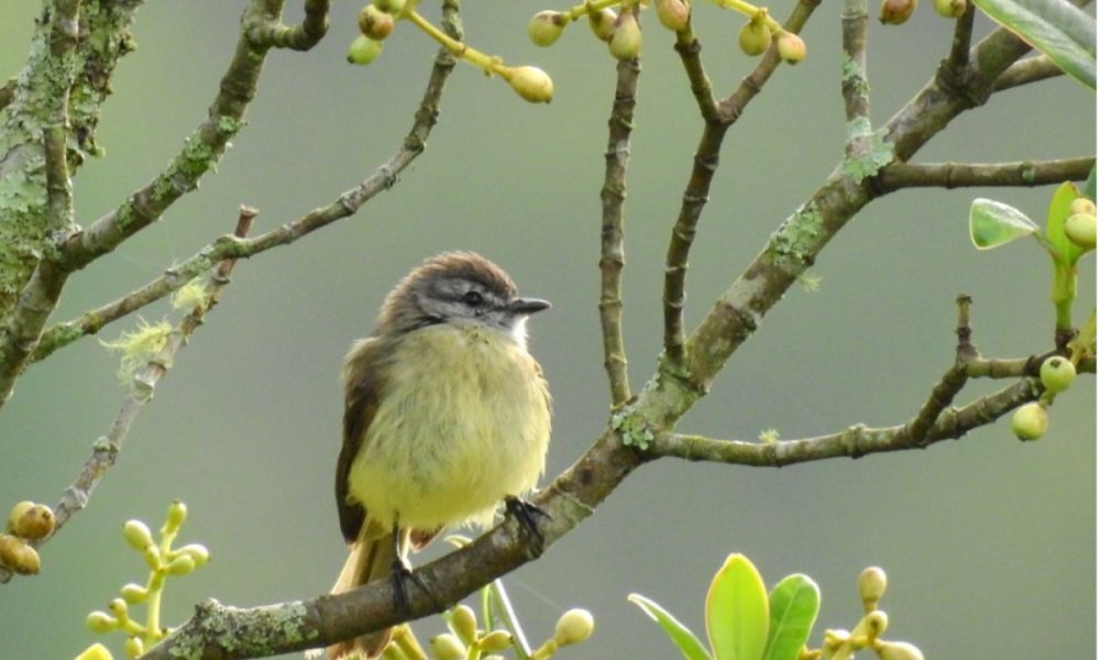 ¡Qué belleza! Vieron ocho especies nuevas en Alto de San Miguel de Medellín
