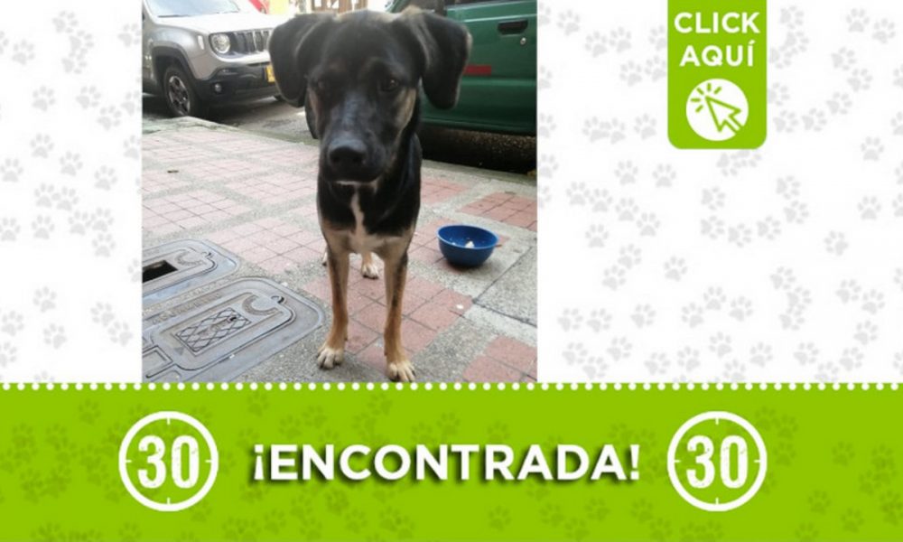 Esta perrita fue encontrada en Itagüí ¿Es suya?