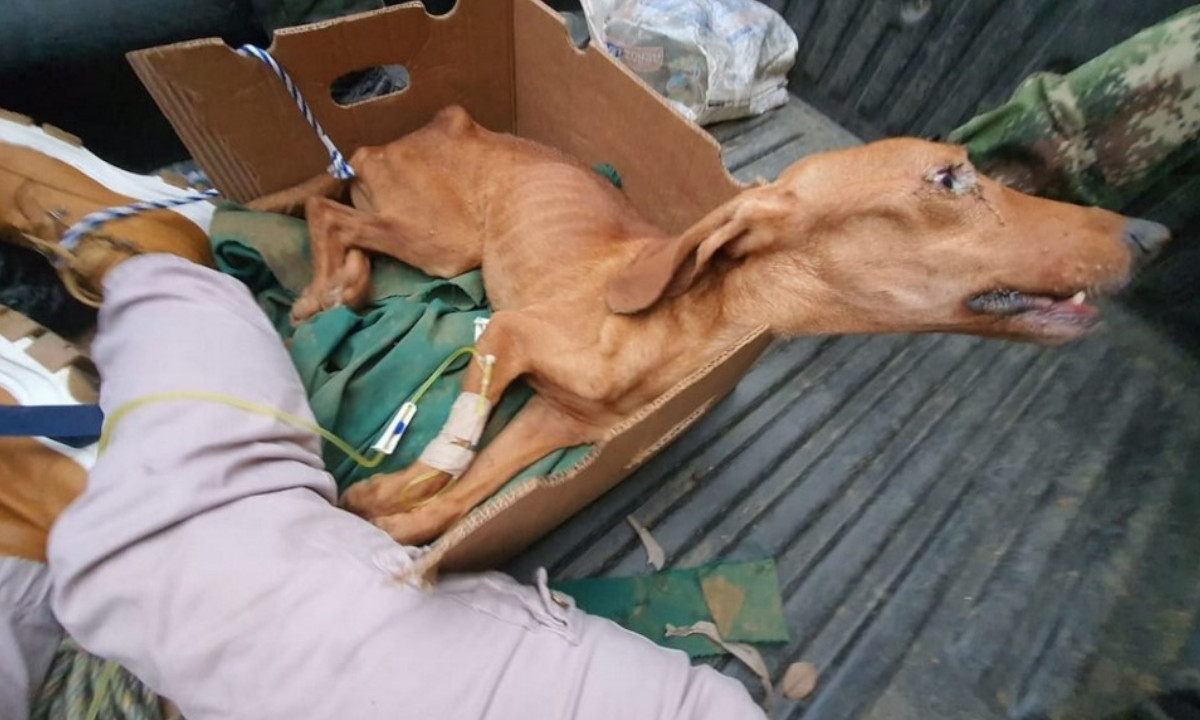 ¡Doloroso! Murió el perrito al que tenían amarrado a un palo y sin comida en Cocorná ¡Doloroso! Murió el perrito al que tenían amarrado a un palo y sin comida en Cocorná
