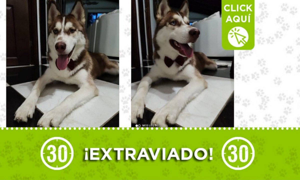 "Persi" se extravió en el Parque Juanes de la Paz 1 "Persi" se extravió en el Parque Juanes de la Paz