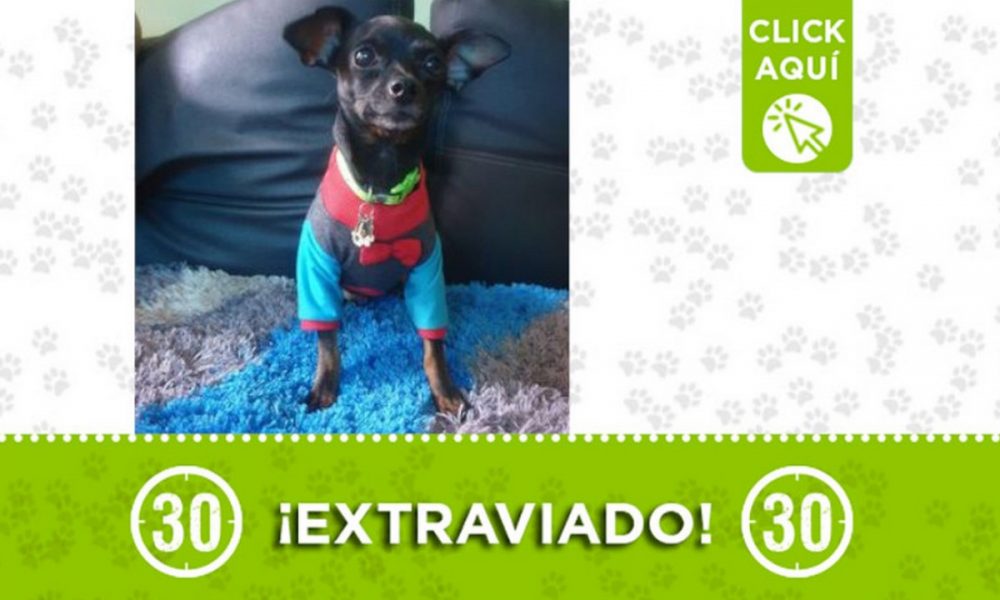 "Pither" se extavió en Cristo Rey