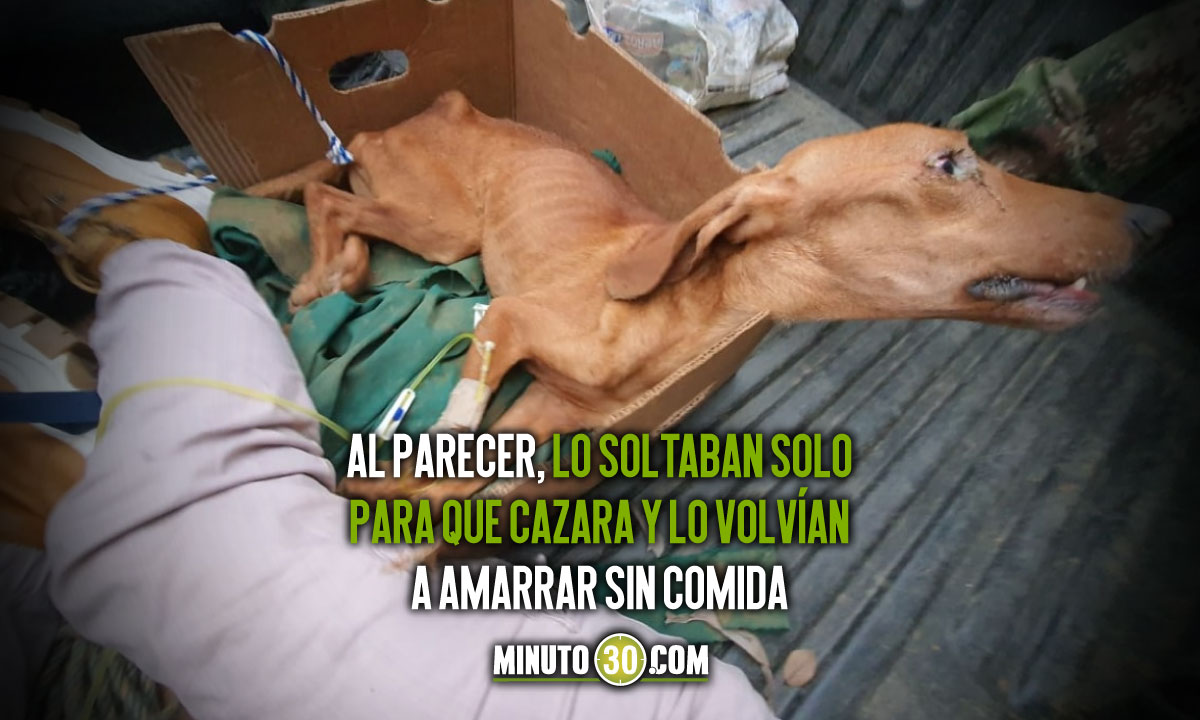 Fotos y video: ¡Qué crueldad! Tenían un perrito amarrado a un palo y sin comida en Cocorná 1 Que crueldad tenian un perrito amarrado a un palo y sin comida en Cocorna